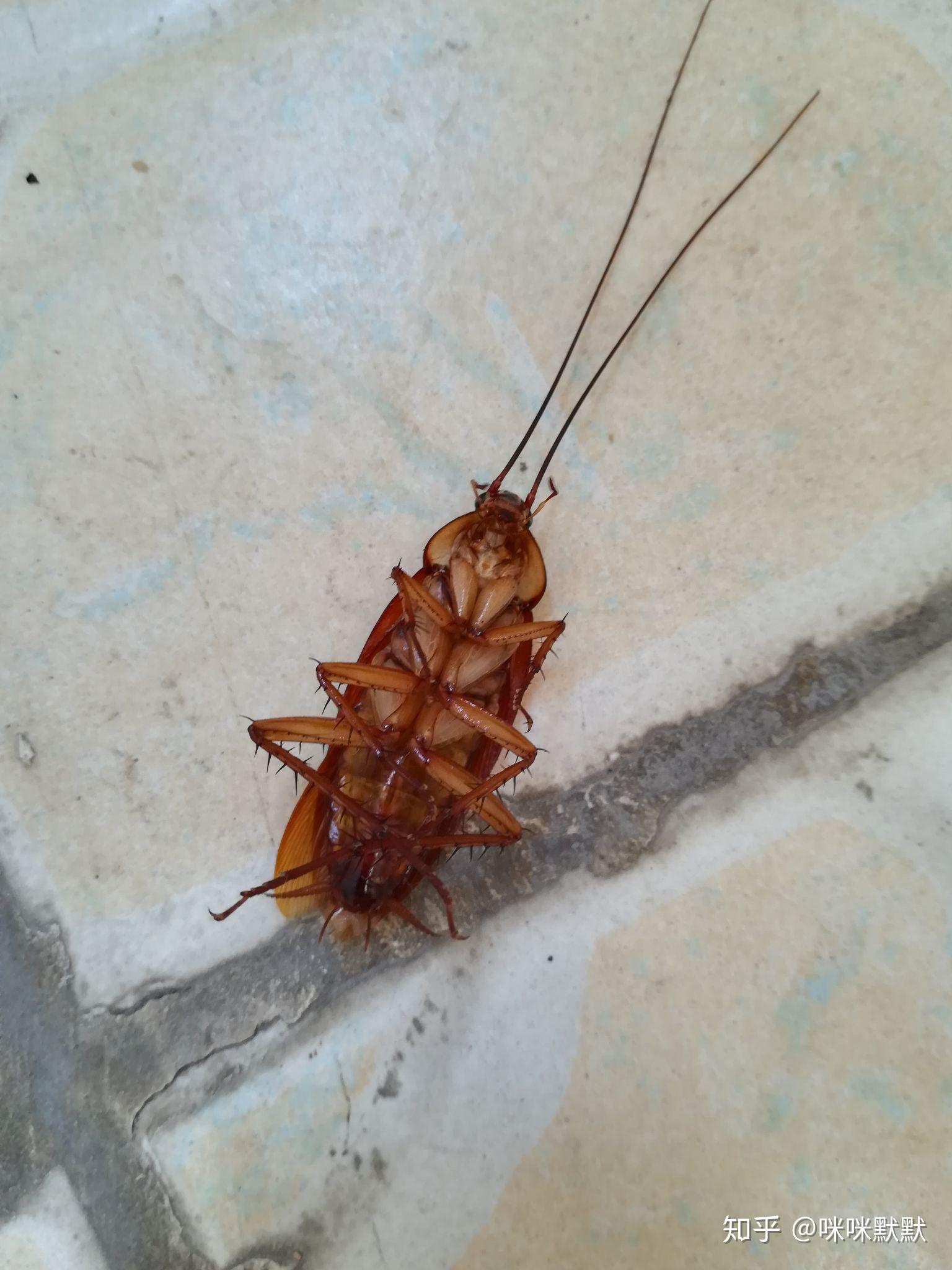 南方的蟑螂真的很可怕吗