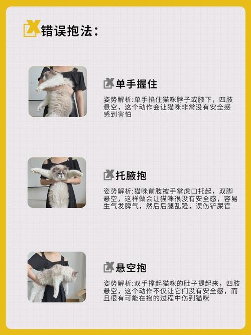 抱猫的正确姿势:如何保护你和猫咪的舒适与安全