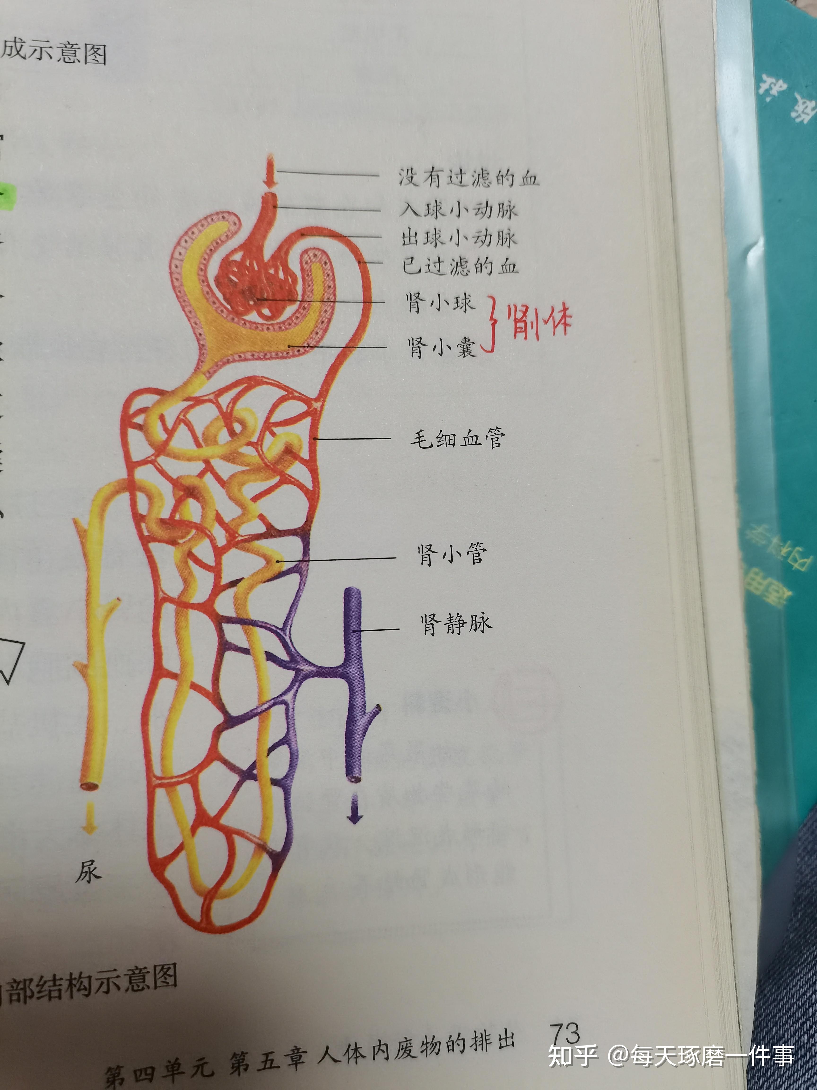 肾小体手抄报图片