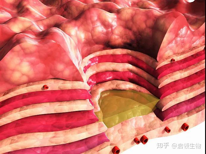 动物实验：常见人类疾病动物模型 - 知乎