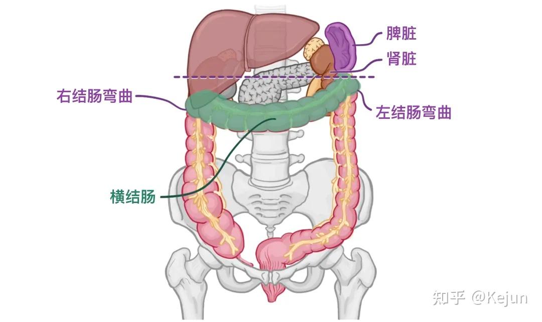 解剖人体 腹部图片