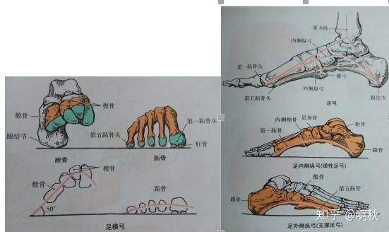人体的足弓分成三部分——内侧纵弓,外侧纵弓,横弓首先啊秋先带大家