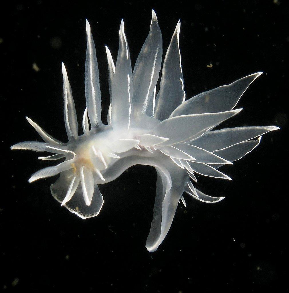 有哪些比较萌的深海动物? - 知乎