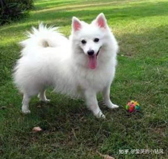 日本狐狸犬japanesespitz