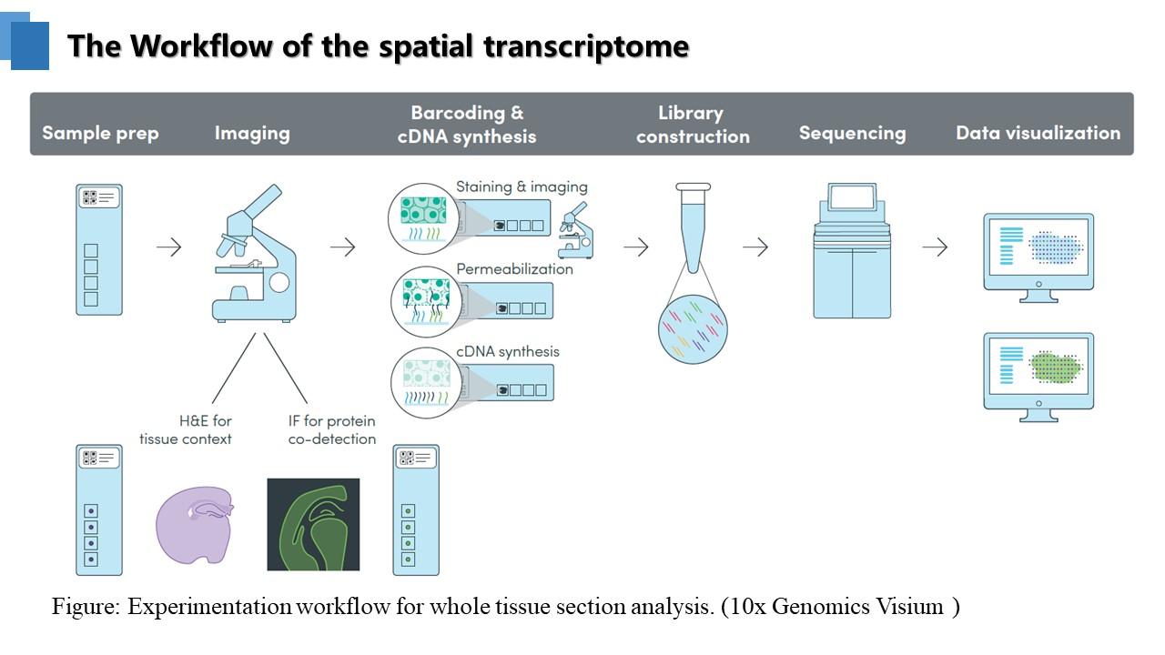 初识空间转录组上