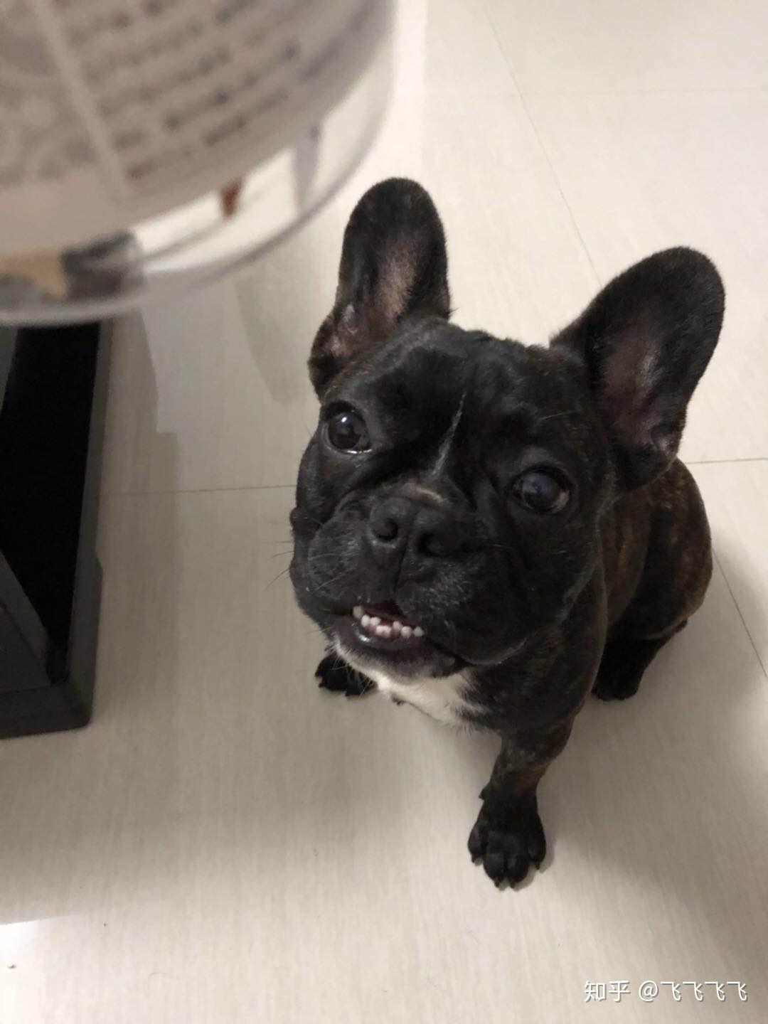 法斗的智商到底有多低?