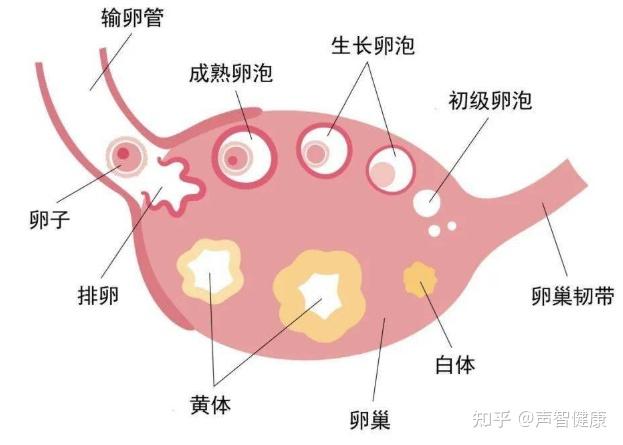 作为一种卵巢组织,它生长在卵泡破裂所产生的创面空间,为囊腔样结构