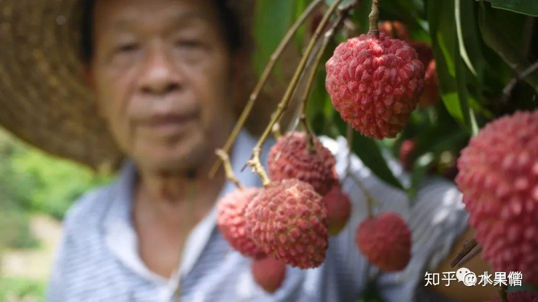 几月份嫁接荔枝最合适 v2-2a7ed8191019ffc6186a96f3edce8988_r.jpg