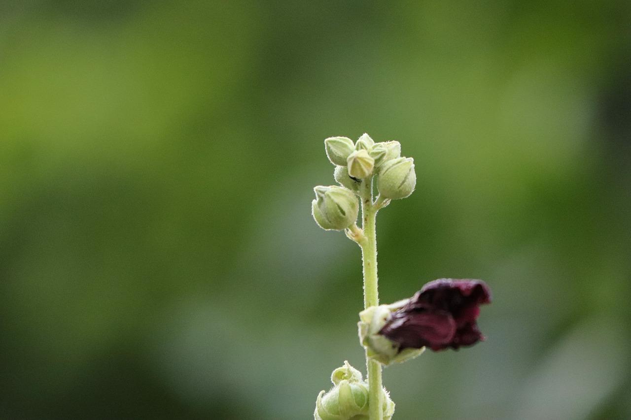 什么土地是生地