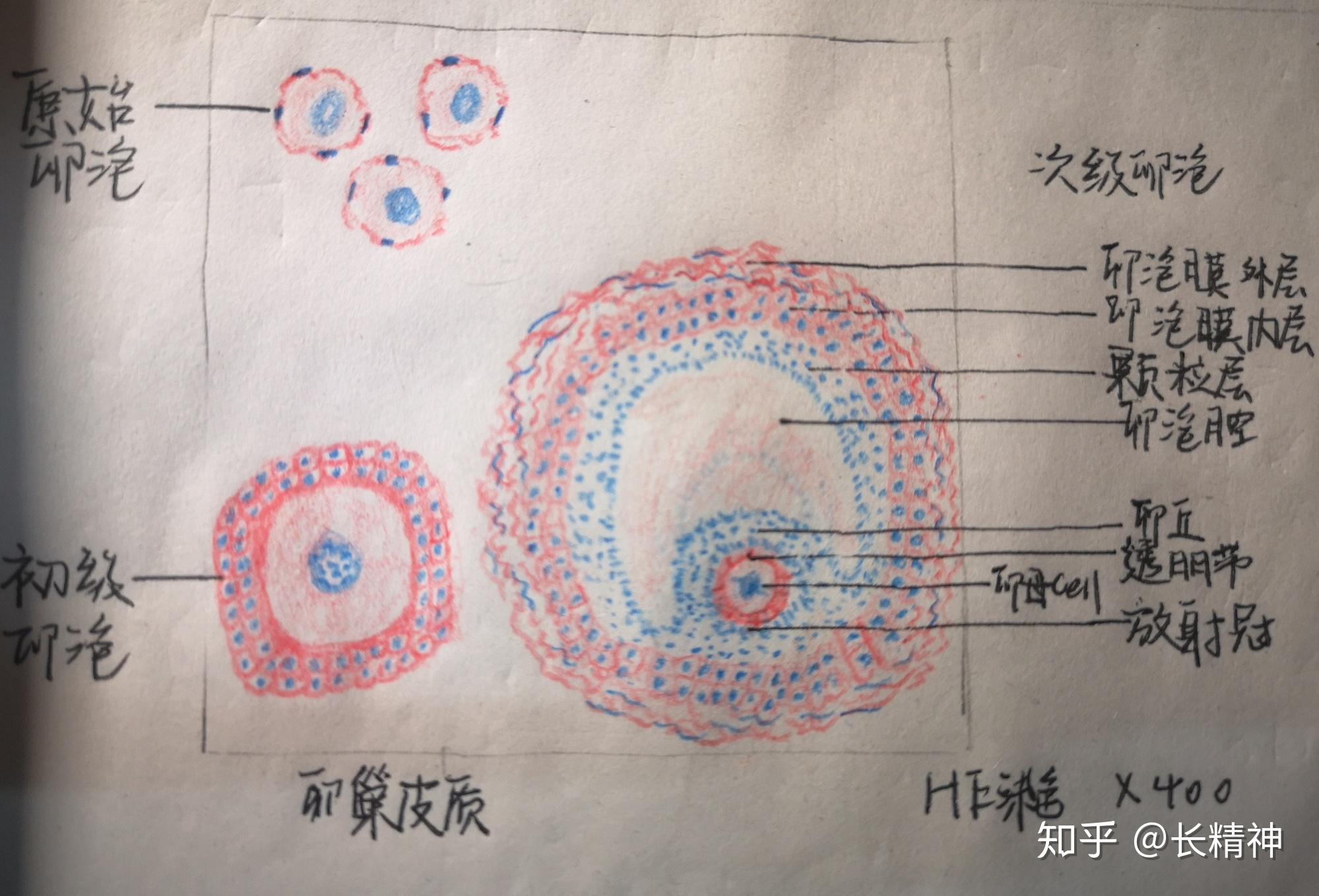 次级卵母细胞手绘图图片