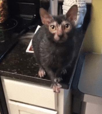 你知道狼猫吗 今天带你见识见识 普通人难以 吸 动的狼猫 知乎