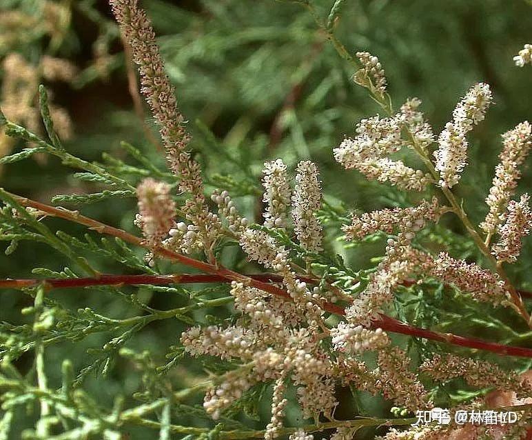 植物百科——那些开起花来惊艳你的树! - 知乎