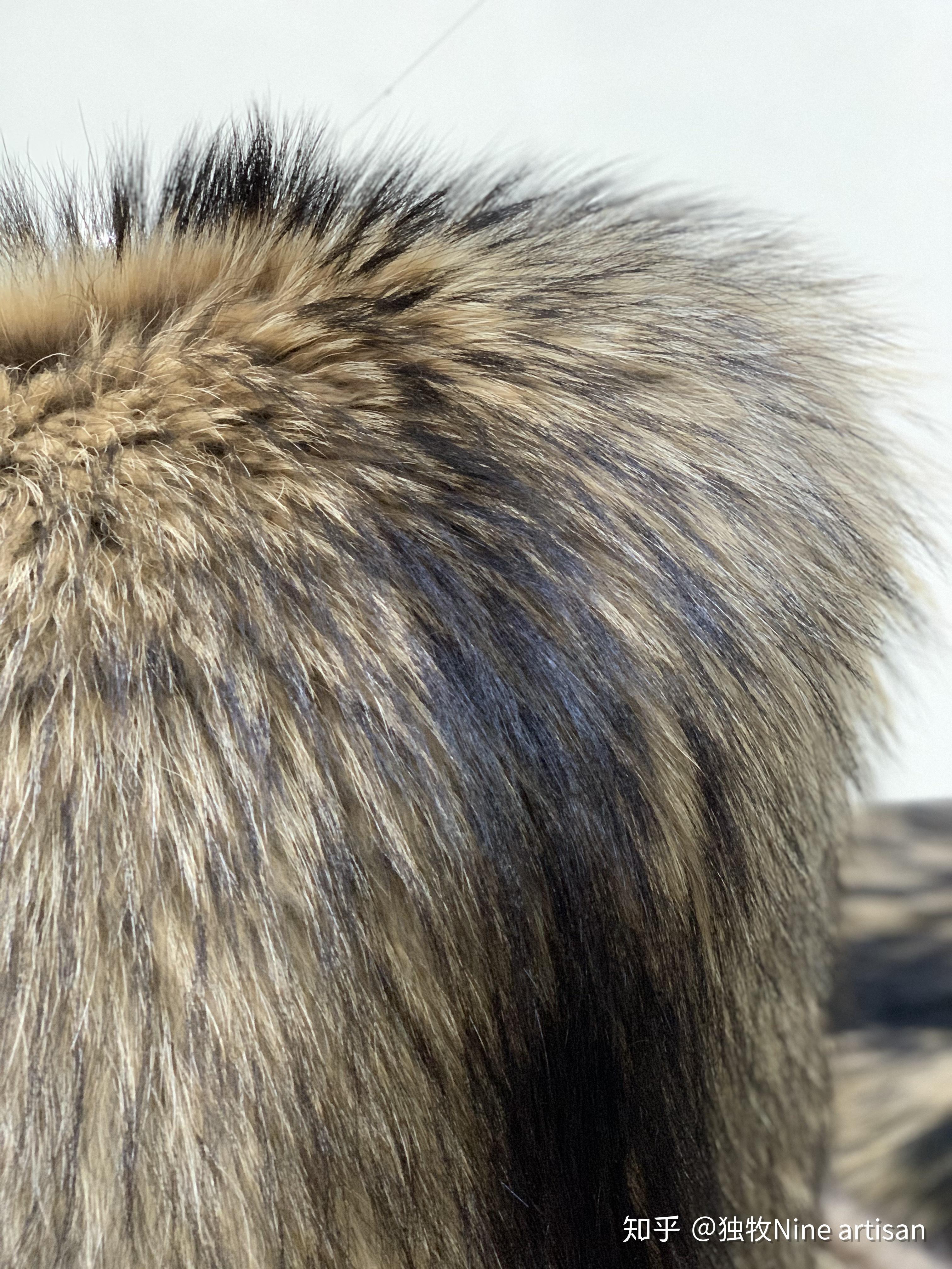 狼毛和貉子毛有什么区别? - 知乎