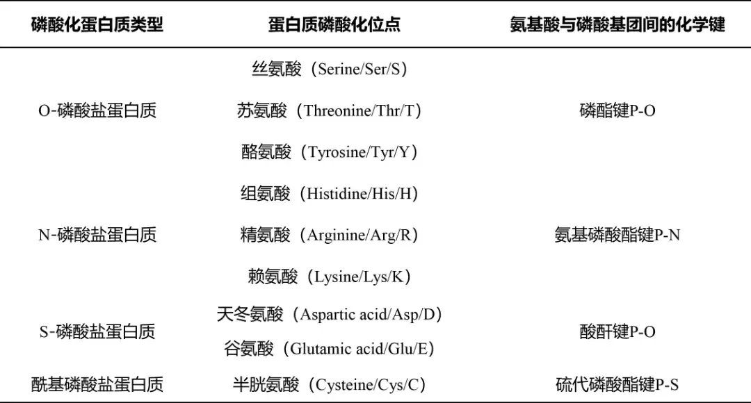 在真核生物中,磷酸化主要发生于丝氨酸,苏氨酸和酪氨酸等残基上;而在