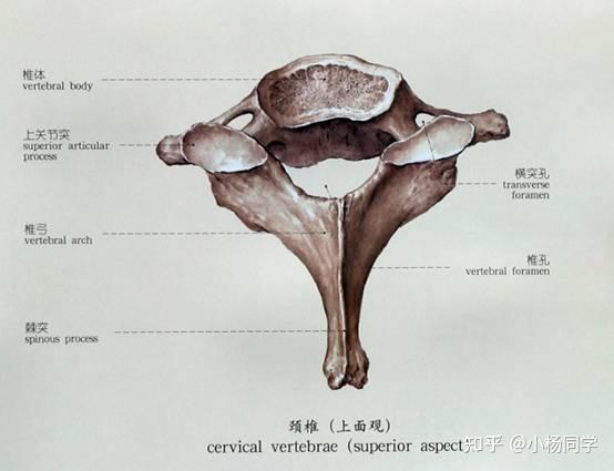 人体解剖学 - 知乎