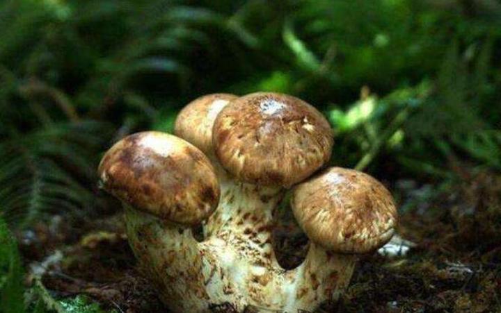 国家Ⅱ级重点保护珍稀濒危菌类植物：松口蘑（松茸） - 知乎