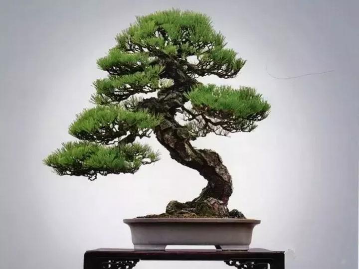 黑松盆景创作要领 - 知乎