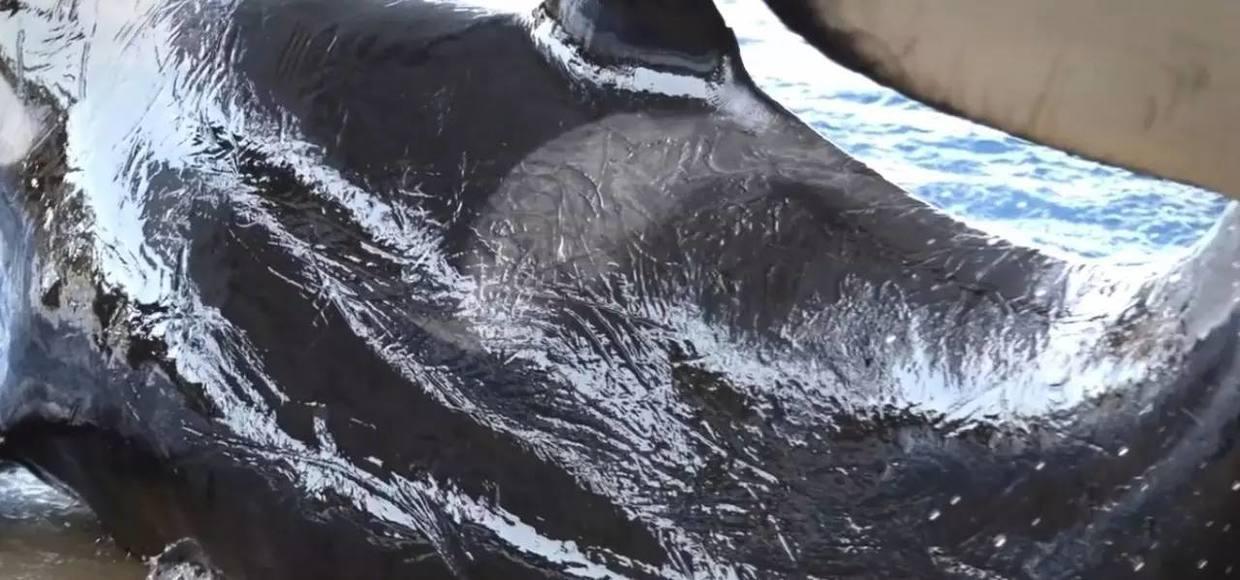 如何深度理解纪录片黑鲸blackfish