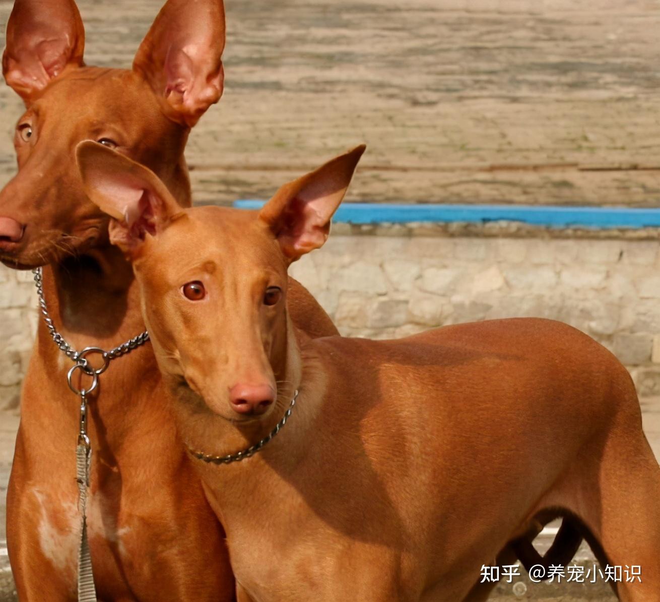 最古老的猎犬法老王猎犬，已经陪伴人类五千多个春秋_犬种