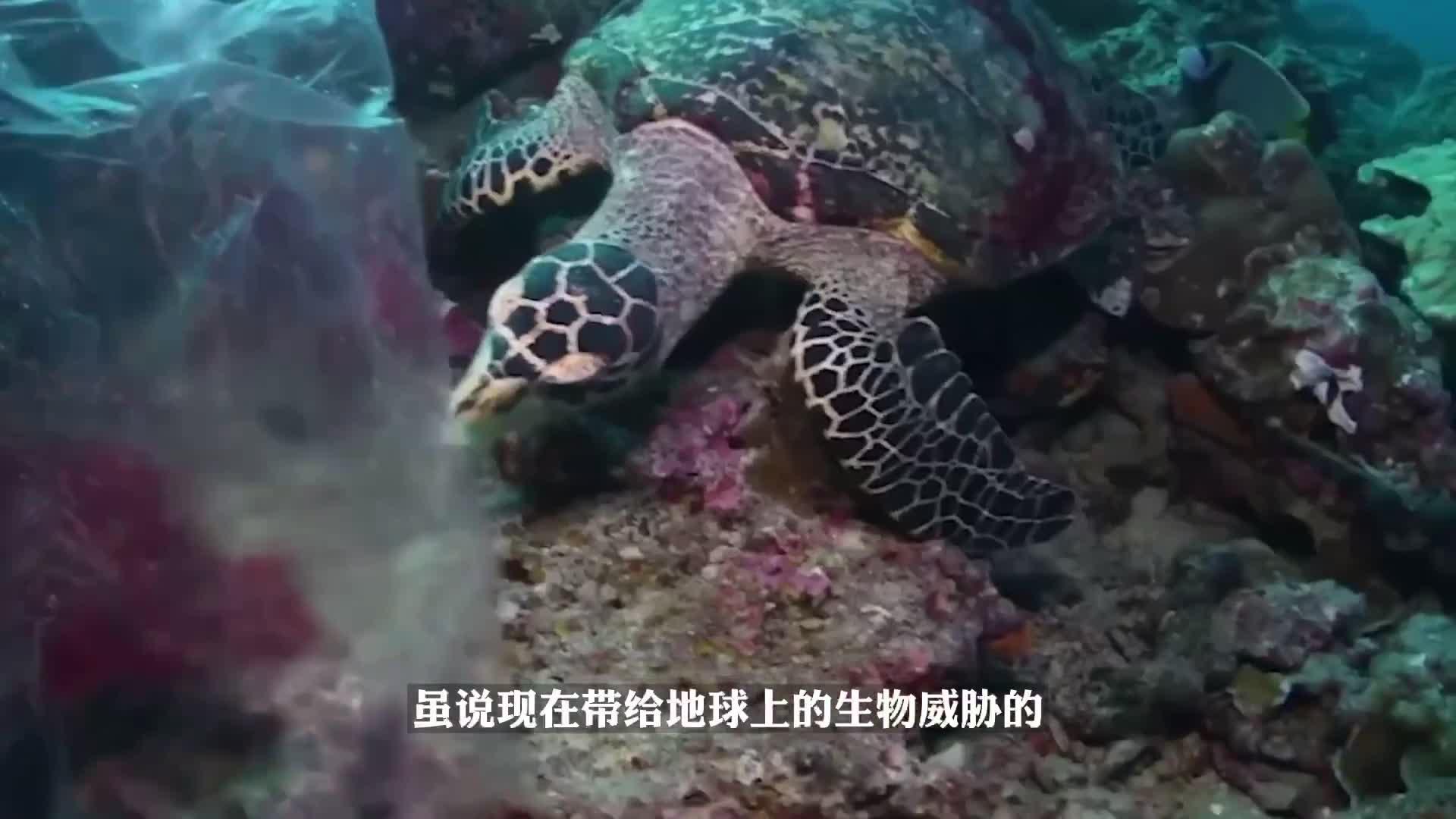 第三次生物大灭绝图片