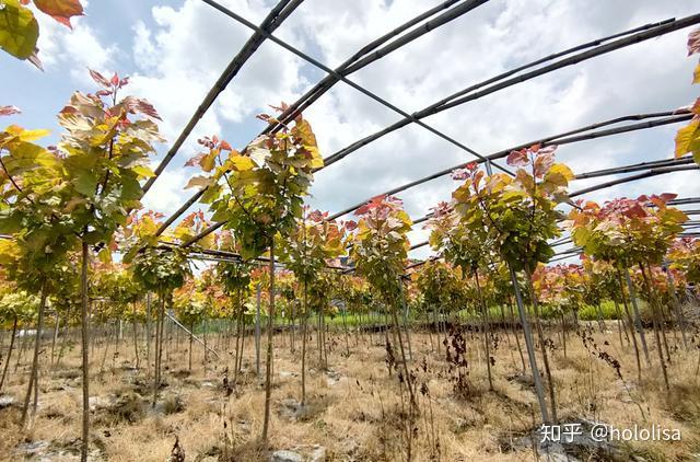 彩虹杨?彩红杨!一"树"独秀扮靓城市风景线