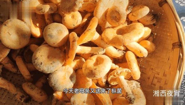枞菌 - 知乎