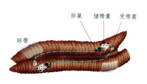 参环毛蚓的繁殖率图片