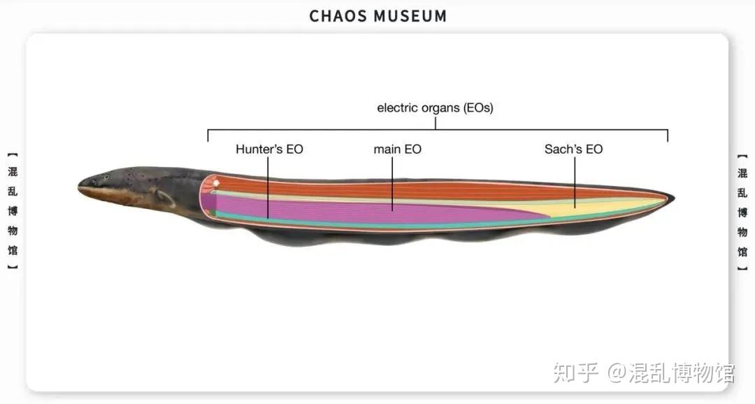 电鳗发电的原理是什么