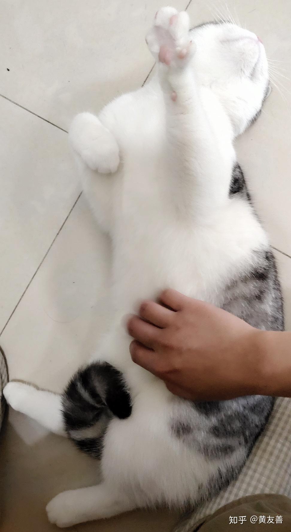 摸猫爪子上的肉垫真的很爽吗