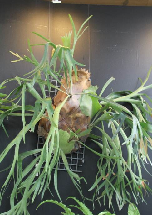 适合做壁饰的观叶植物10选 知乎 适合做壁饰的观叶植物10选 知乎