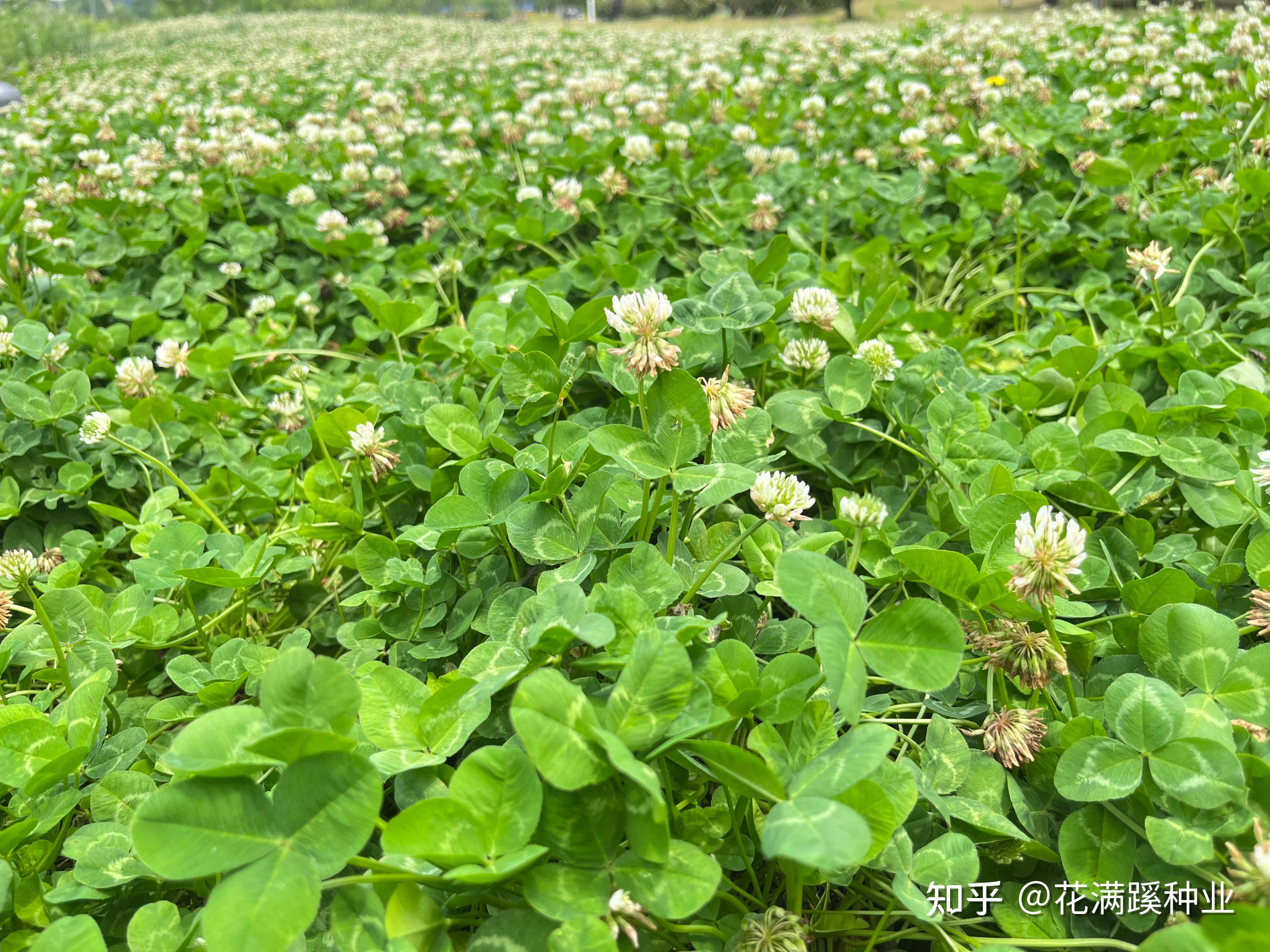 又能作绿肥,还能作草坪使用,白三叶究竟该怎么种植? - 知乎