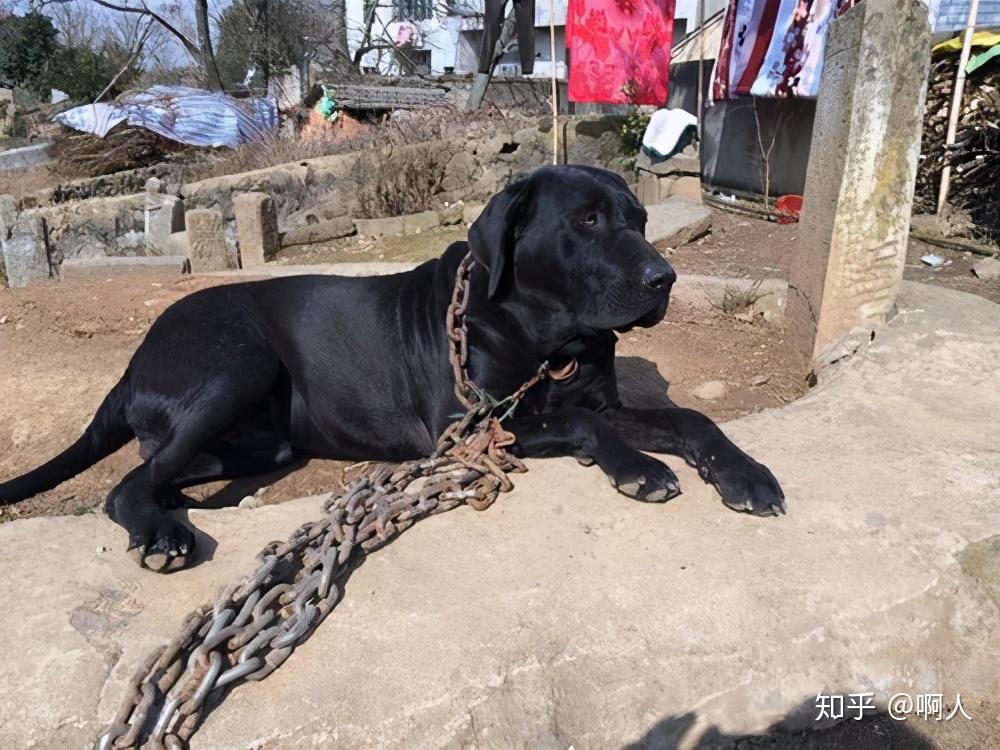 狗界最危险的6大狗狗,见了最好掉头走,中国占了一个 - 知乎