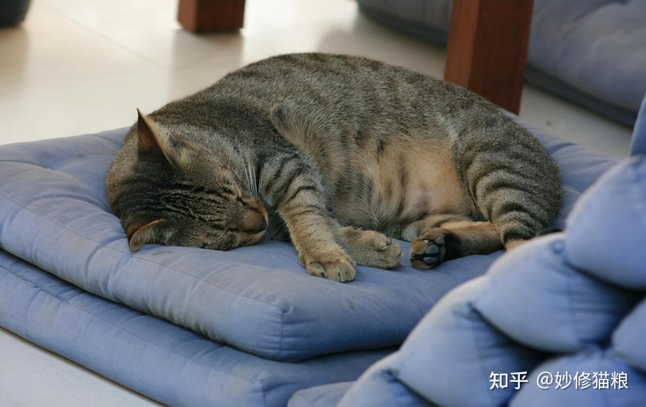 猫咪变老会有这6个特征，宠主心里要有数- 知乎