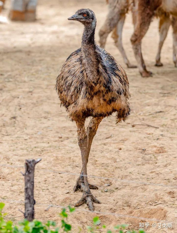 小朋友问为什么非洲鸵鸟只有两个脚指,而其他鸟类都有三到四个脚指?