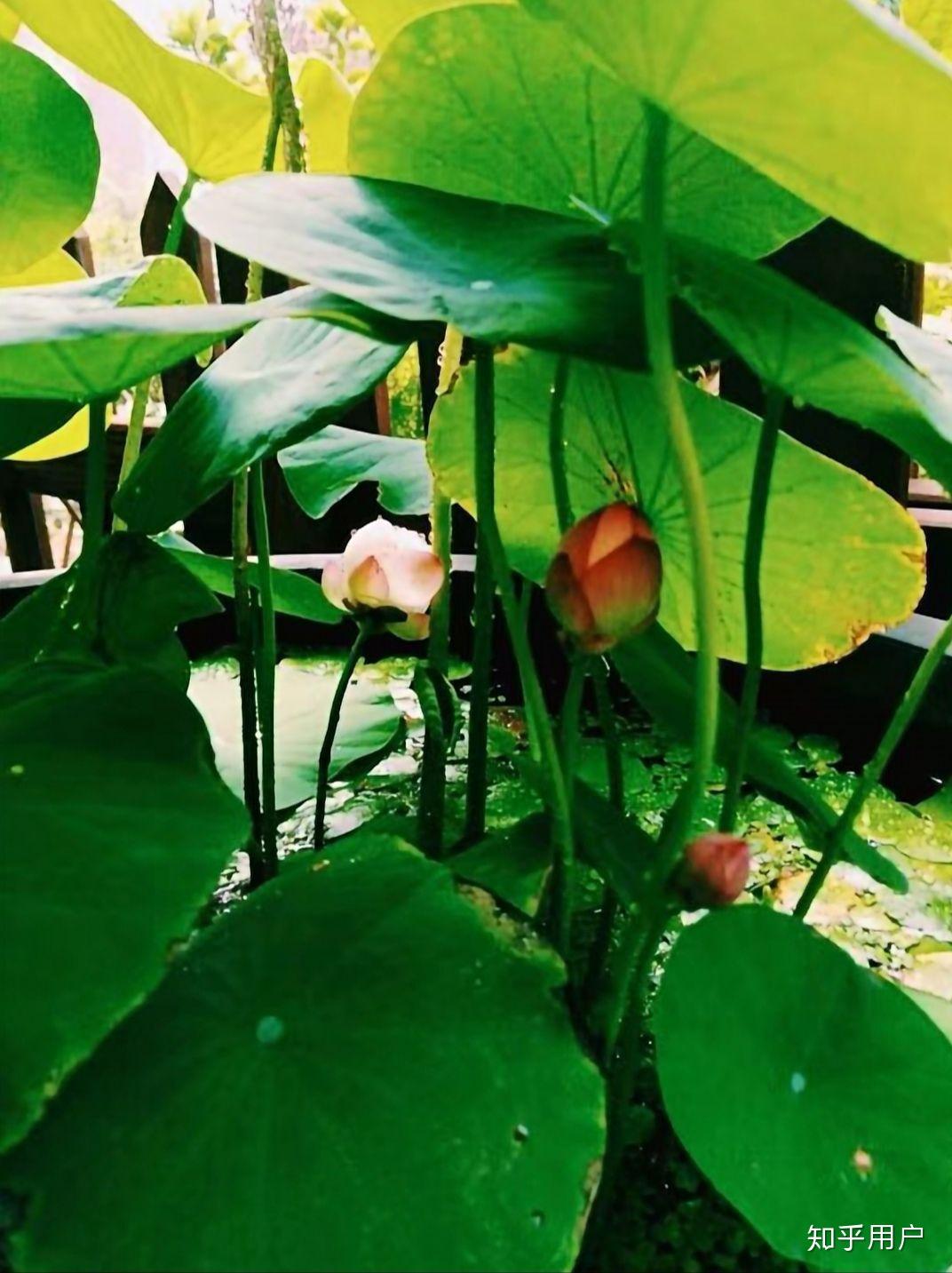 碗莲怎么水培?(水培碗莲种植方法图解)