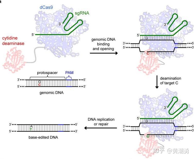 碱基编辑器到底是个什么“神器”，为什么所有人都想用它？ 知乎 7829