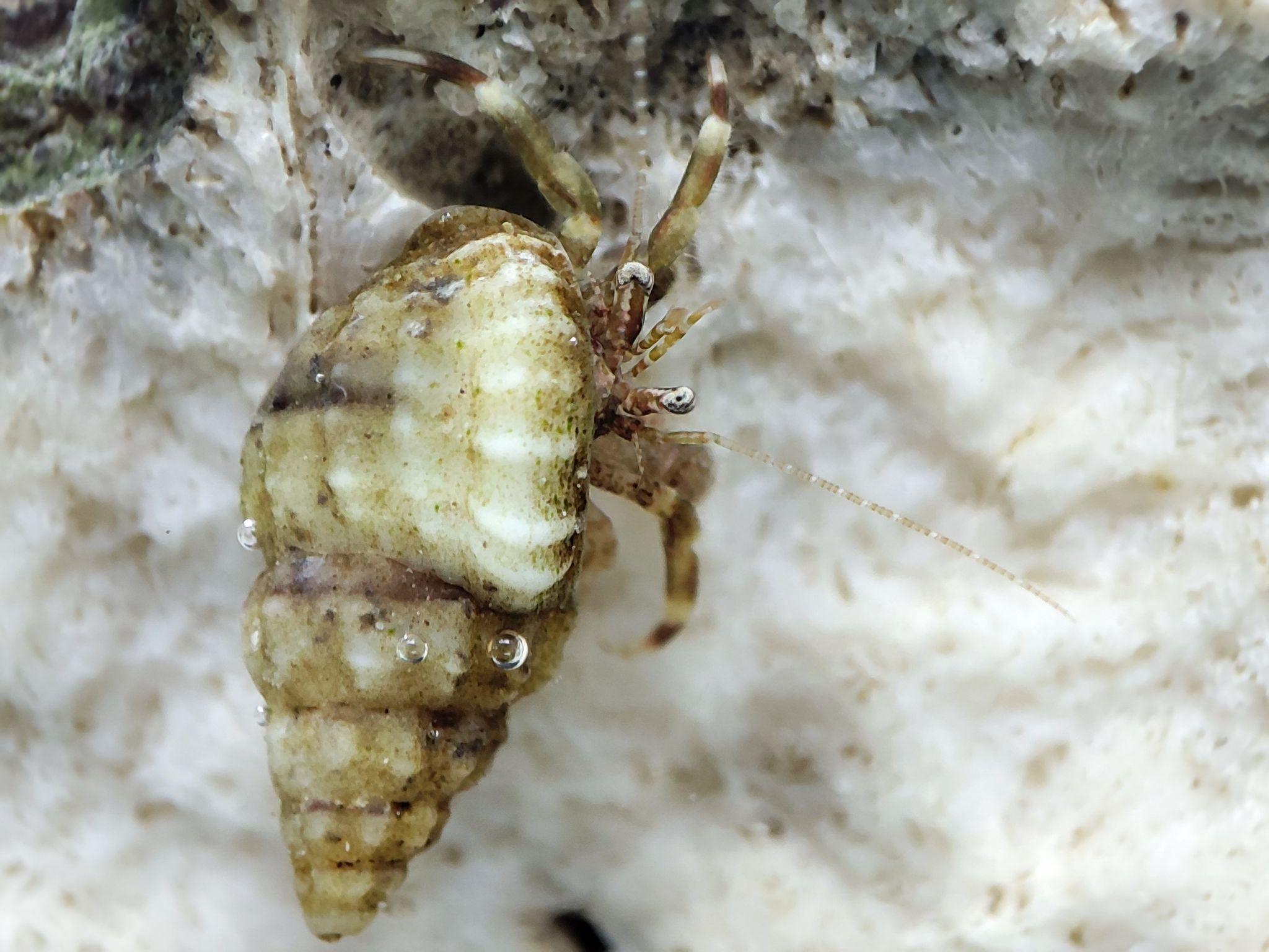 推荐角蝾螺角蝾螺除藻的牛眼螺有好几种,珊瑚缸应该选择