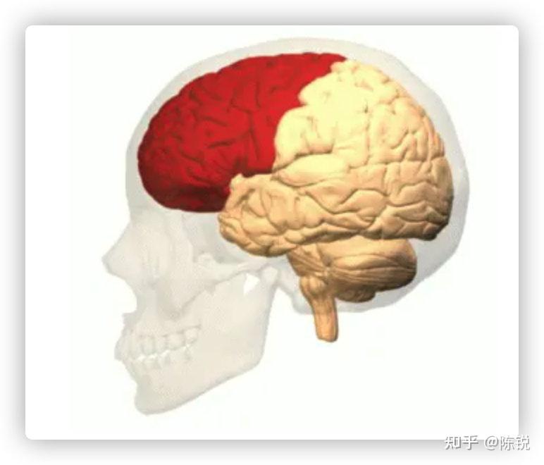 前额叶皮层的主要功能是什么？ - 知乎