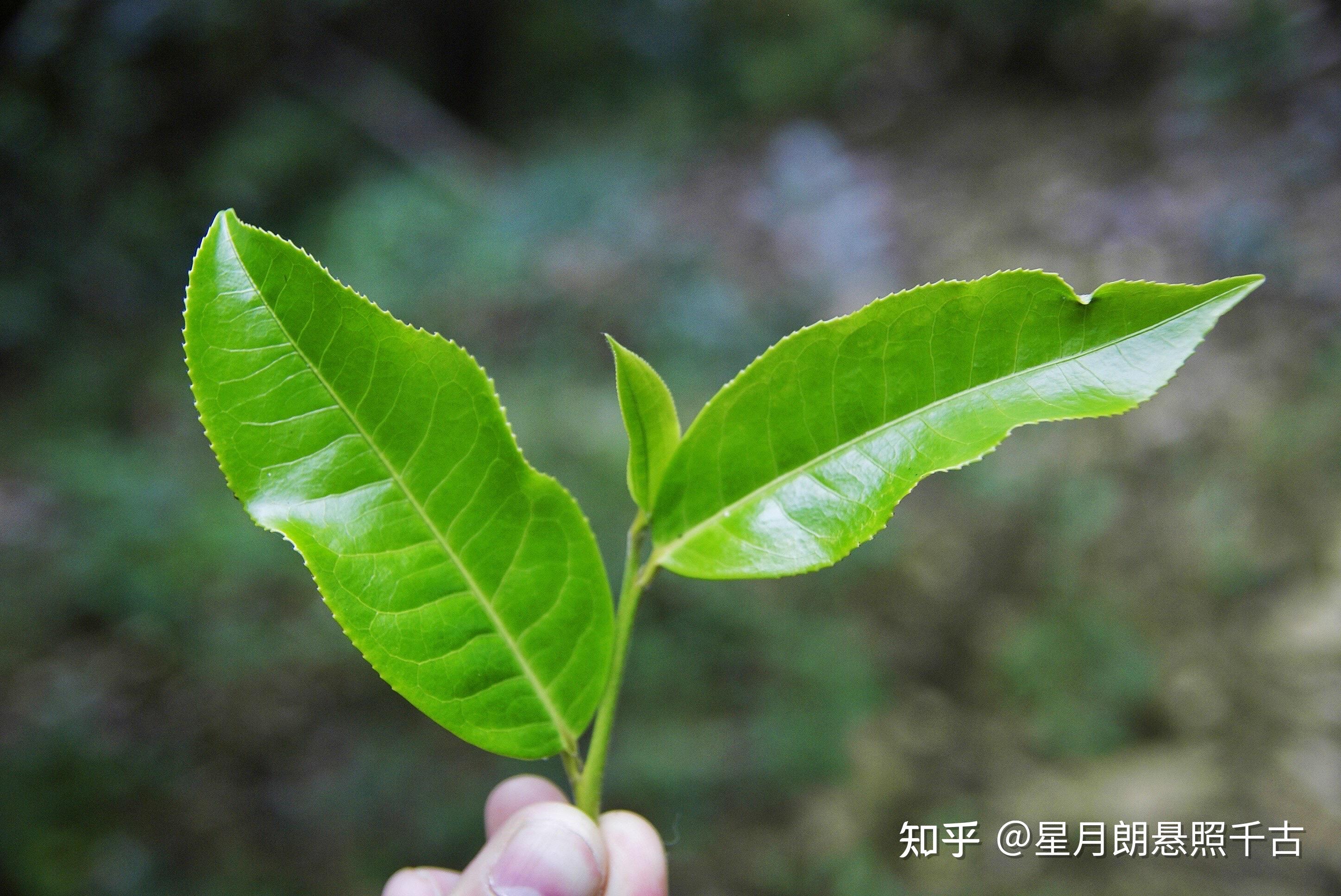 购买普洱茶时,你是否会更看重茶叶产区和认证,为什么?