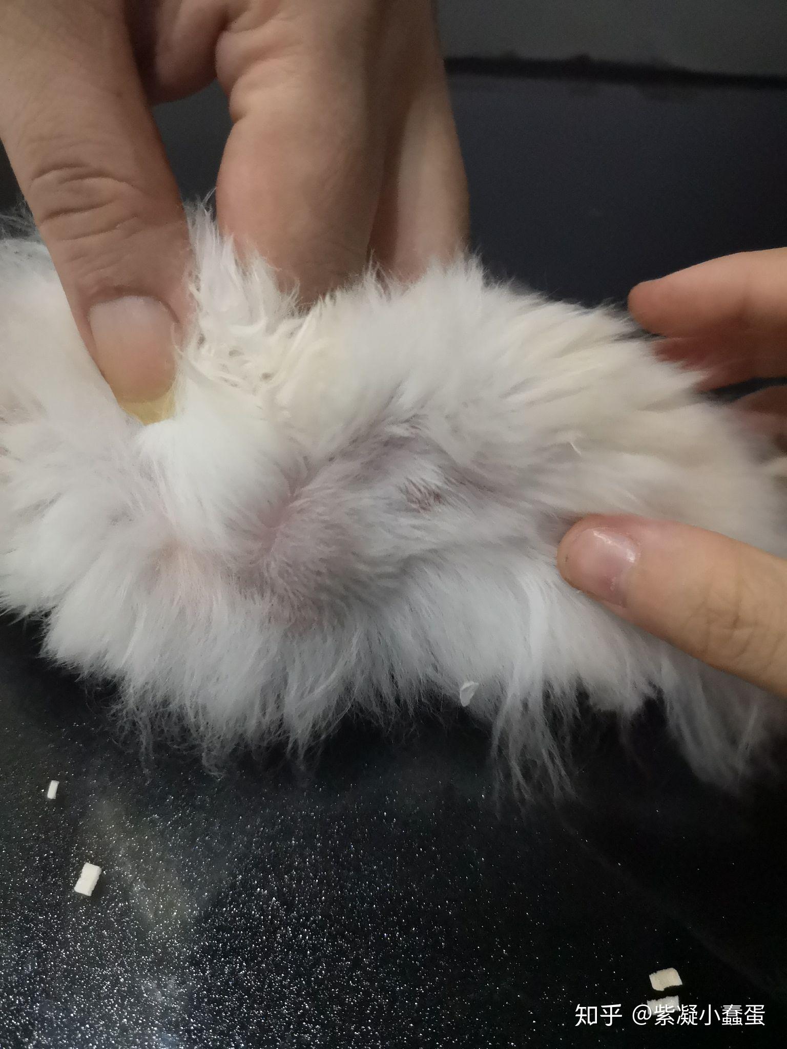 真心求助 ,我家的仓鼠前肢腋下长了一个疑似肿瘤的肿块 ,到处求医了