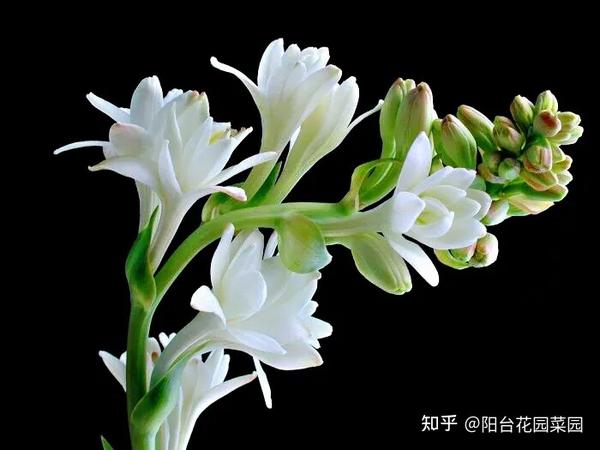 3种“漂亮花”，香气浓郁，大牌香水的“原料”，又香又美又值钱 - 知乎