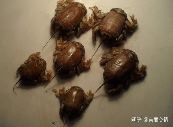 5,四珍之一——海知了