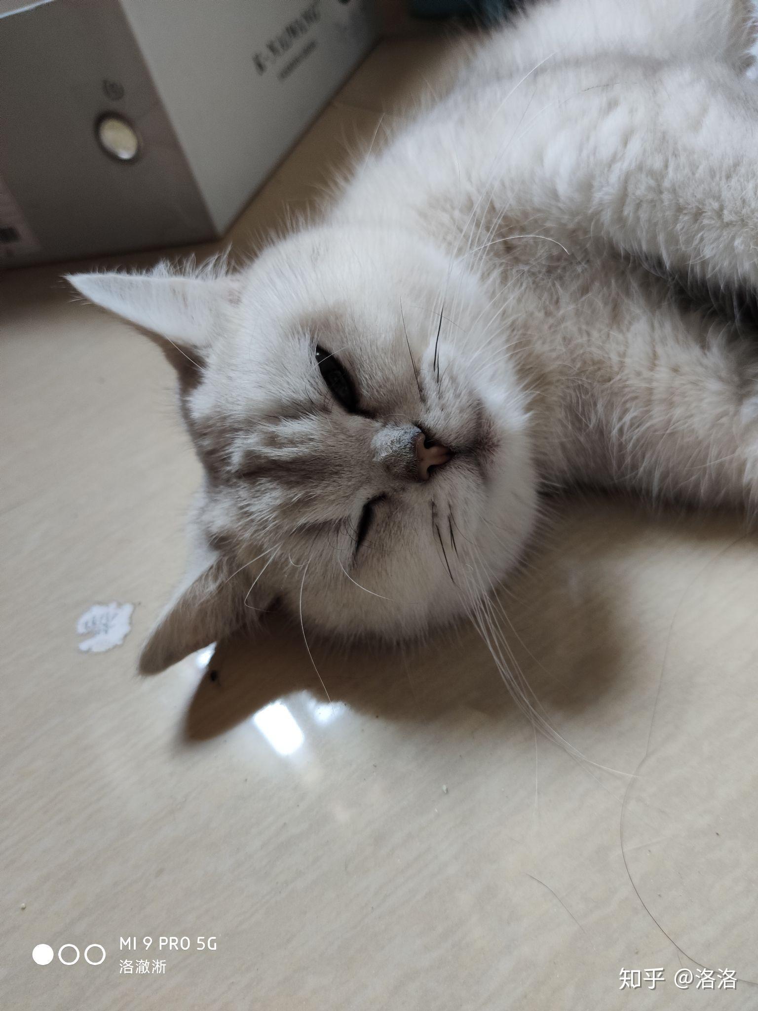 关于英短母猫的发腮问题