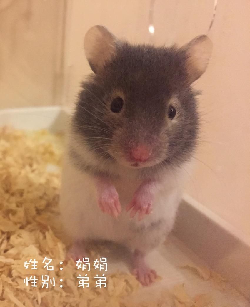 仓鼠不时发出呼呼声,扑哧扑哧的,偶尔还会发呆