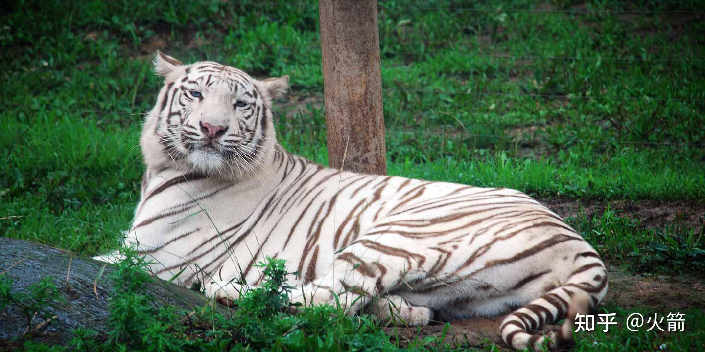 周口野生动物世界开园,里面有什么好玩或推荐的游玩项目吗? - 知乎