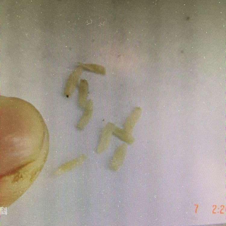 厨房白色蠕动软体虫子图片