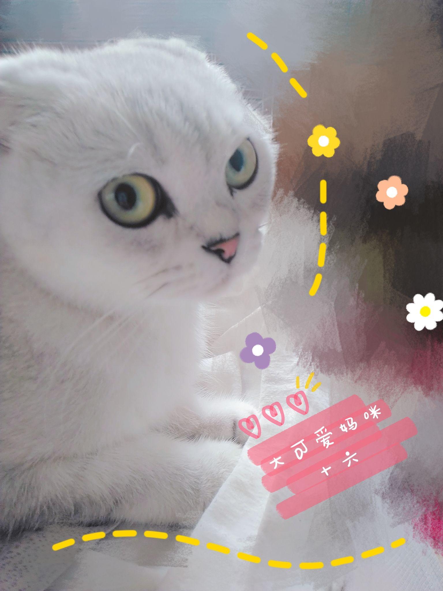 v2-2b09a1d43a7488106d0682b85d168890_r.jpg
