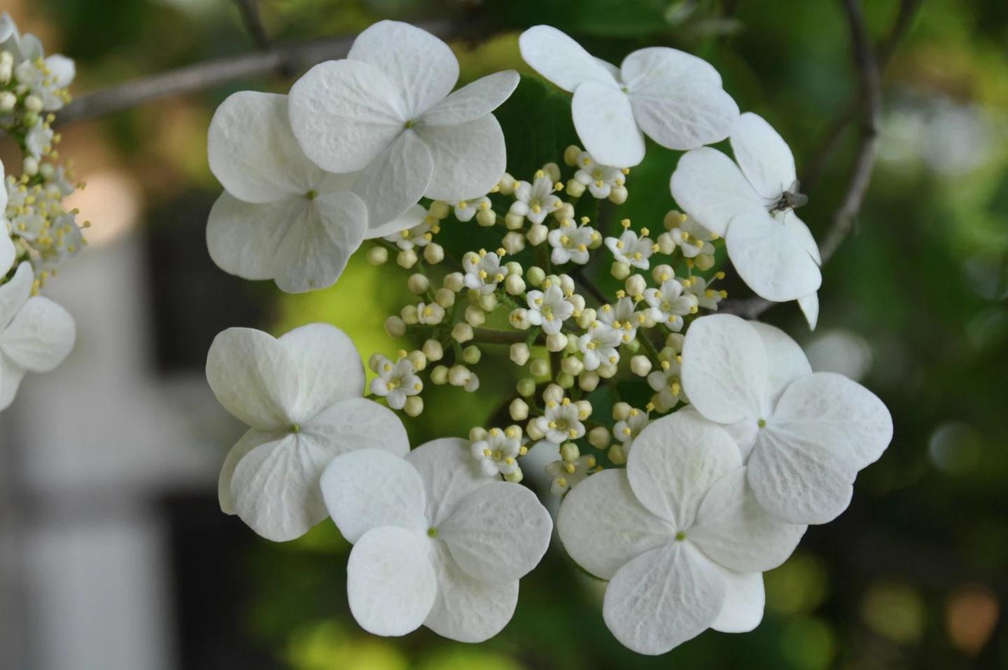 荚蒾若不识 琼花君可知 知乎 荚蒾若不识 琼花君可知 知乎