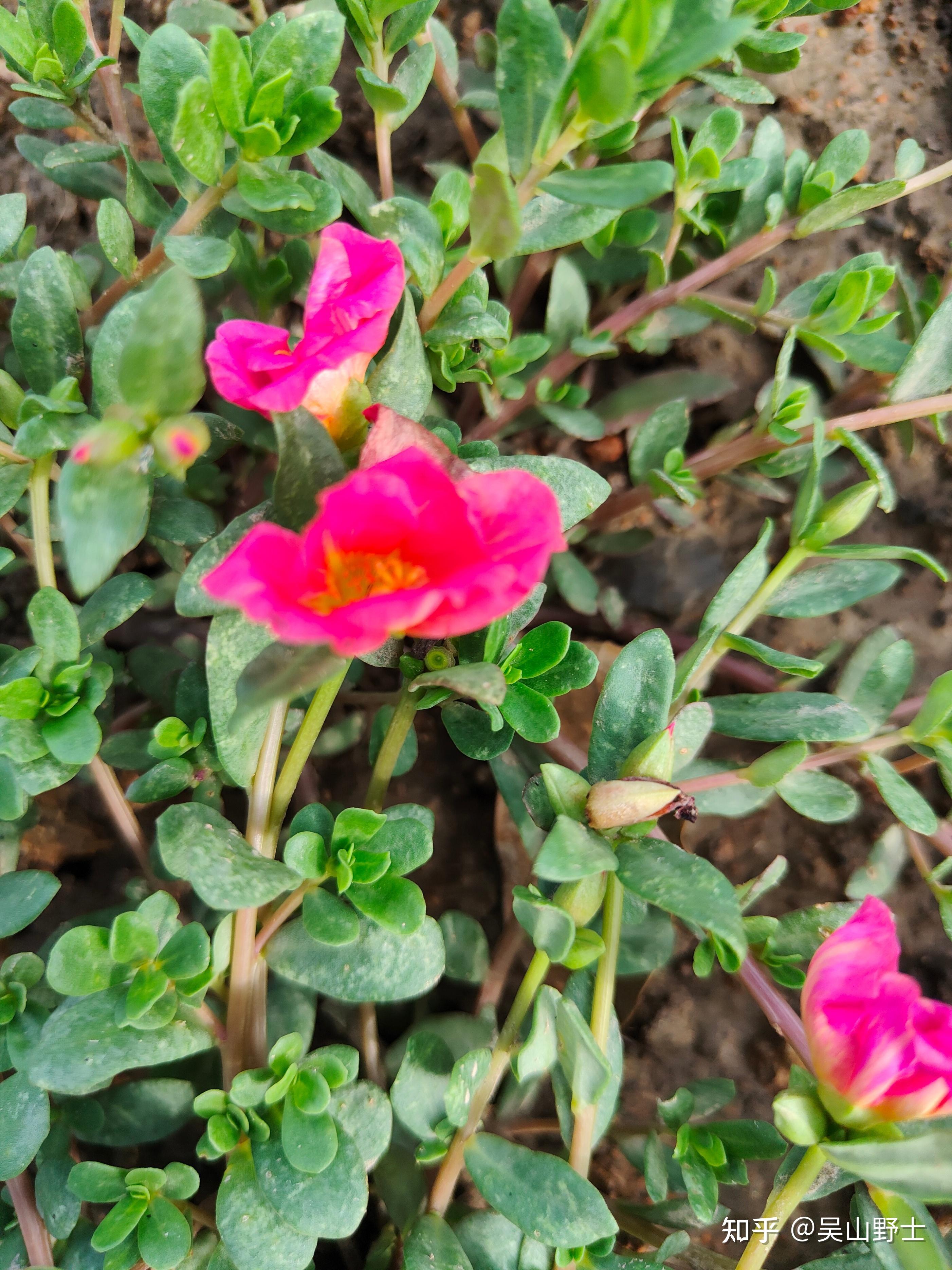 【七绝·环翅马齿苋】(平水韵) - 知乎