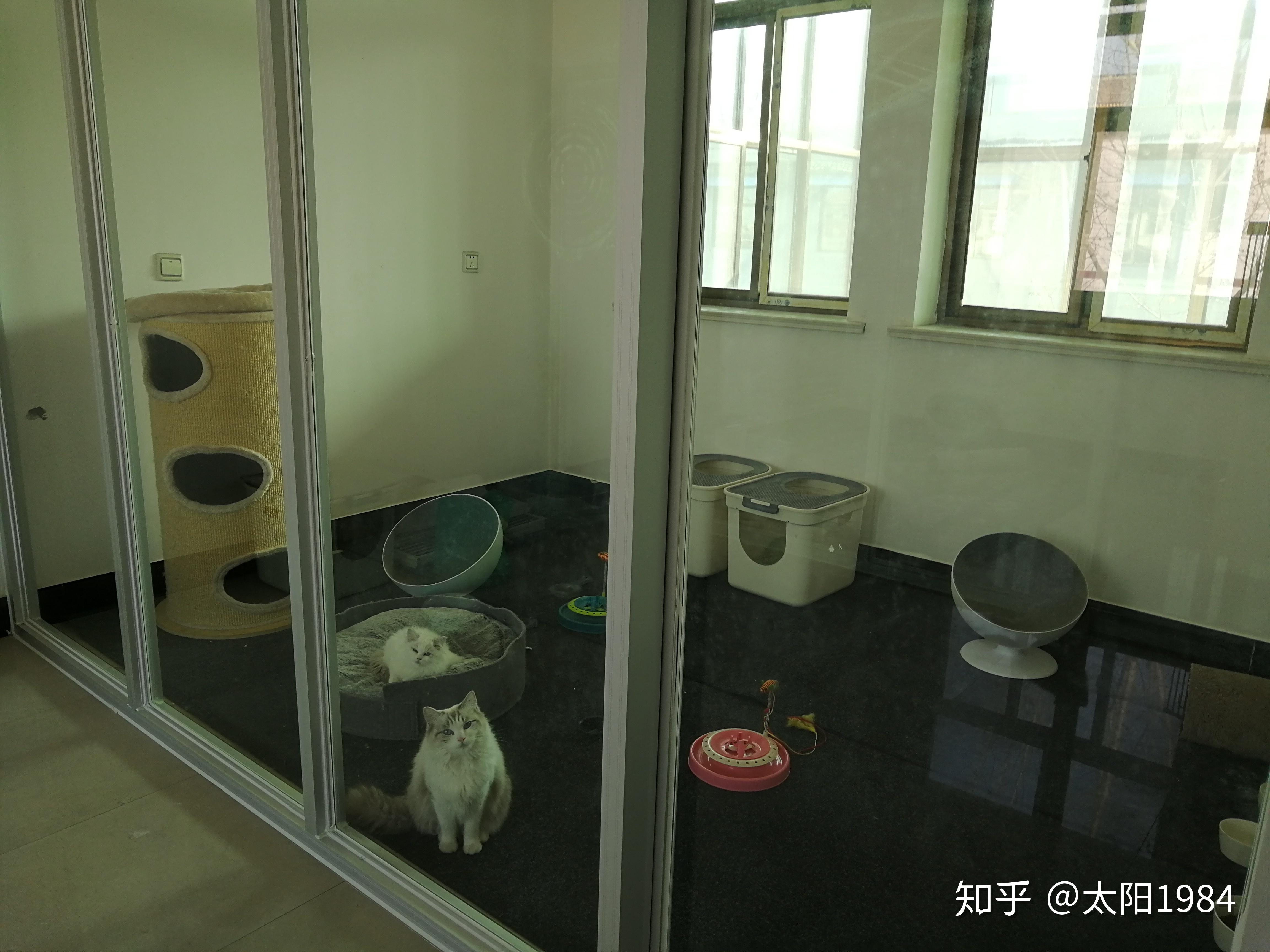 把猫养在超大的猫别墅里对猫有什么影响? - 知乎